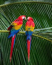 Scarlet Macaw- Honduras National Bird The Melanated Art Shop, LLC