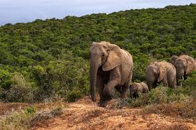 The Wisdom of Elephants: What These Gentle Giants Teach Us About Connection, Empathy & Art The Melanated Art Shop, LLC